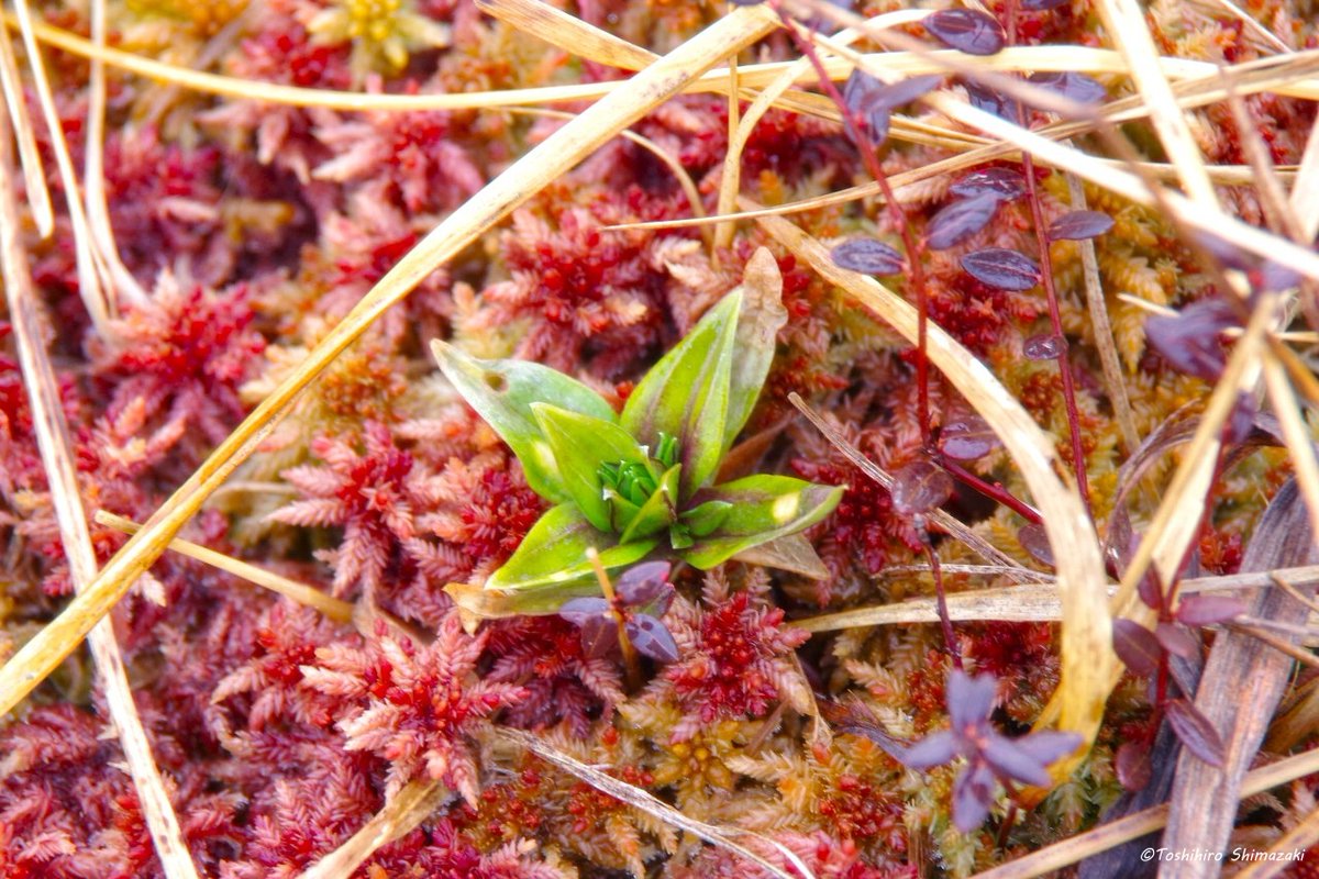 polaris_guides's tweet image. 【晩秋の色🌈】

先週降った雪はすぐにとけて、再びミズゴケが顔を出しました。紅葉したミズゴケはこの季節にしか見られない美しい色をしています✨

来週は雪マークが続いているので、また雪の下に隠れてしまいますね。これからいよいよ本格的な冬に向かって行きます⛄

#北海道 #豊富町 #サロベツ