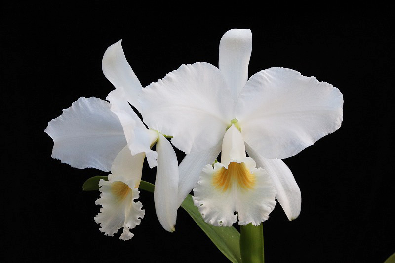 NK】 (@nknk81191345) / Posts / X