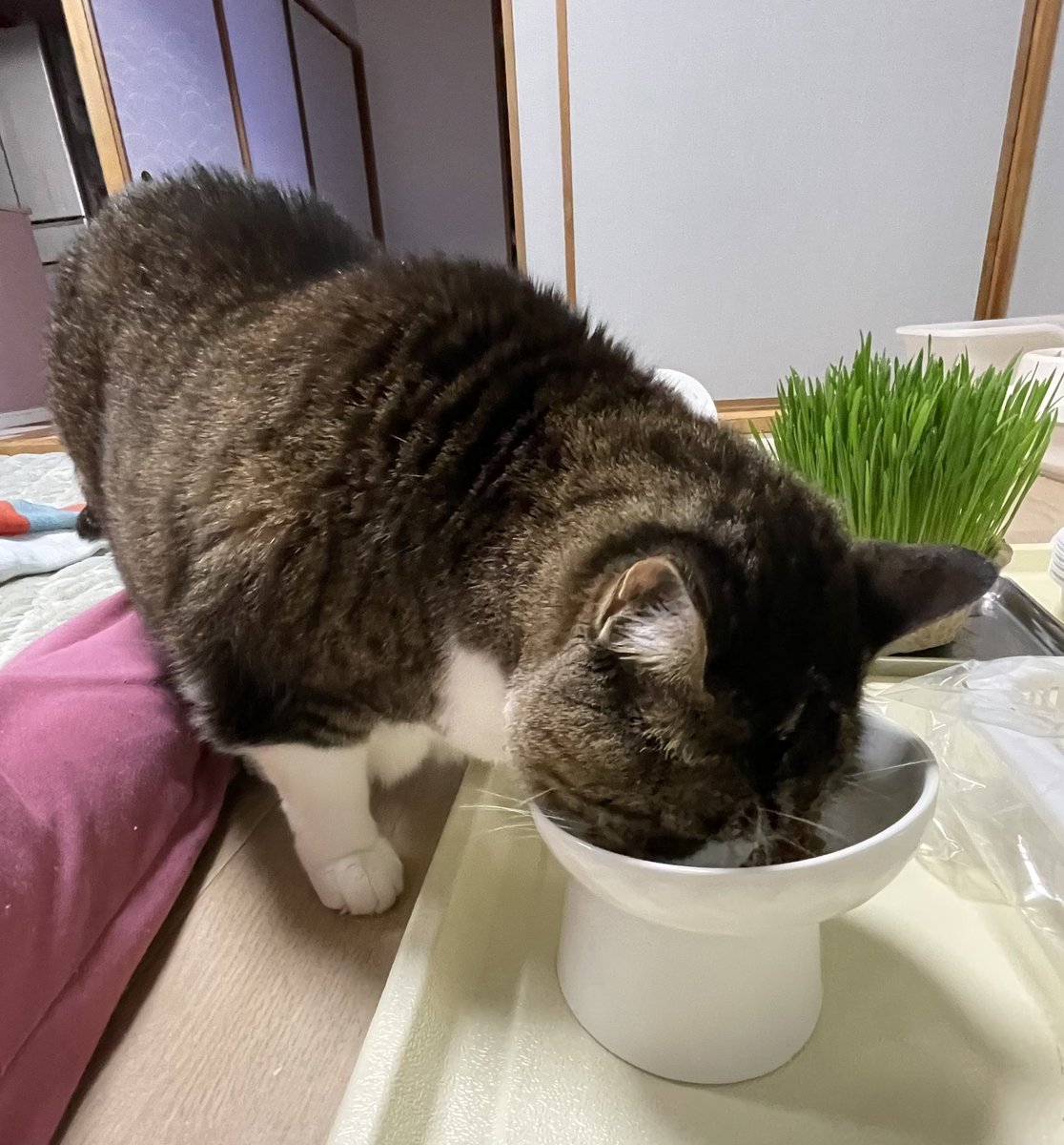 mibon226015641's tweet image. おはようございます。
2025/11/26 気温9℃湿度100%
6:18琵琶湖の朝空
夜明けにはだいぶ早い☀️
ご飯ちょーだいと鳴く猫くん🐈‍⬛
鶏味苦手なのにモリモリ食べてる😛
食ったら撫でろブラッシングしてと我儘爺さん。
元気で何より❤️
水曜日
皆さん今日も元気で良い一日を❣️

#あさそら #びわこ #ねこ