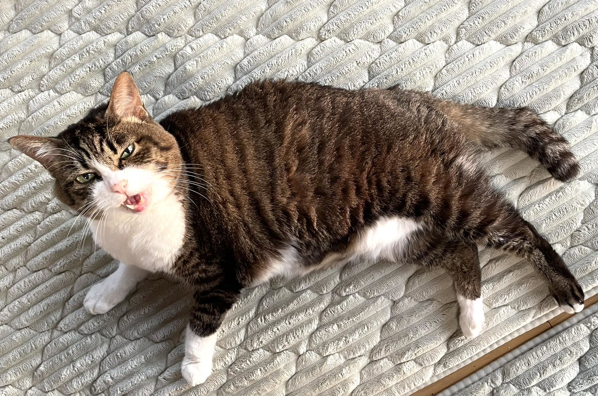 mibon226015641's tweet image. おはようございます。
2025/11/26 気温9℃湿度100%
6:18琵琶湖の朝空
夜明けにはだいぶ早い☀️
ご飯ちょーだいと鳴く猫くん🐈‍⬛
鶏味苦手なのにモリモリ食べてる😛
食ったら撫でろブラッシングしてと我儘爺さん。
元気で何より❤️
水曜日
皆さん今日も元気で良い一日を❣️

#あさそら #びわこ #ねこ