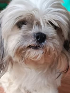 TeacupPh's tweet image. Good morning everyone. It&apos;s Hump Day.  So Fiona is sending you all a #BOOP to start your day off right. Hoodad got first post wrong, so we had to tell him off. Hope you all have a great day. Teacups family.xx 🇵🇭 🐩 ❤️ 💗 🥰 😍 🇵🇭 
#dogs #dogsofX #furry #friends #wednesdayvibe