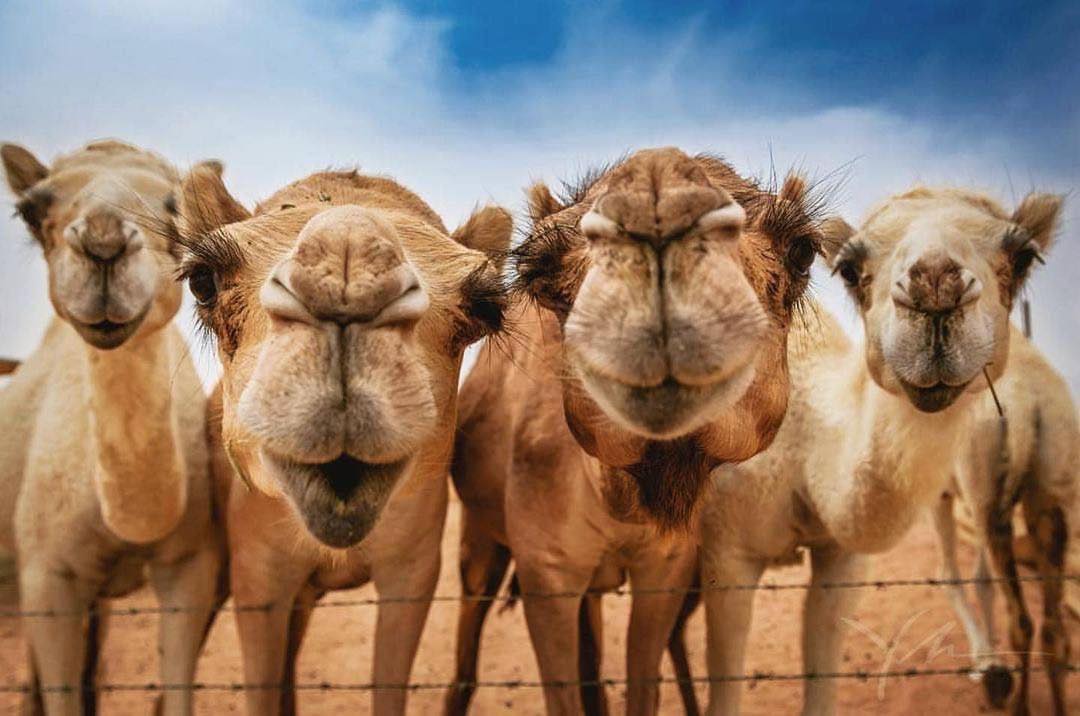 axisdmc's tweet image. Camel talents:
🎭 Award-winning facial expressions 📸 Perfect comedic timing 😤 Professional side-eye 🥰 Secret sweethearts
Jordan&apos;s natural entertainers 🐪😂🇯🇴
#Jordan #Camels #TravelHumor
