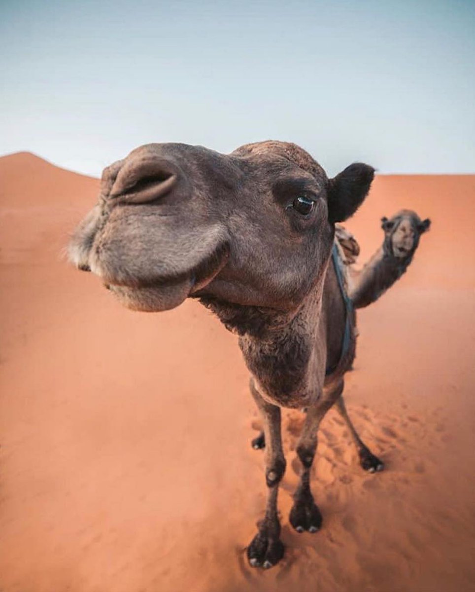axisdmc's tweet image. Camel talents:
🎭 Award-winning facial expressions 📸 Perfect comedic timing 😤 Professional side-eye 🥰 Secret sweethearts
Jordan&apos;s natural entertainers 🐪😂🇯🇴
#Jordan #Camels #TravelHumor