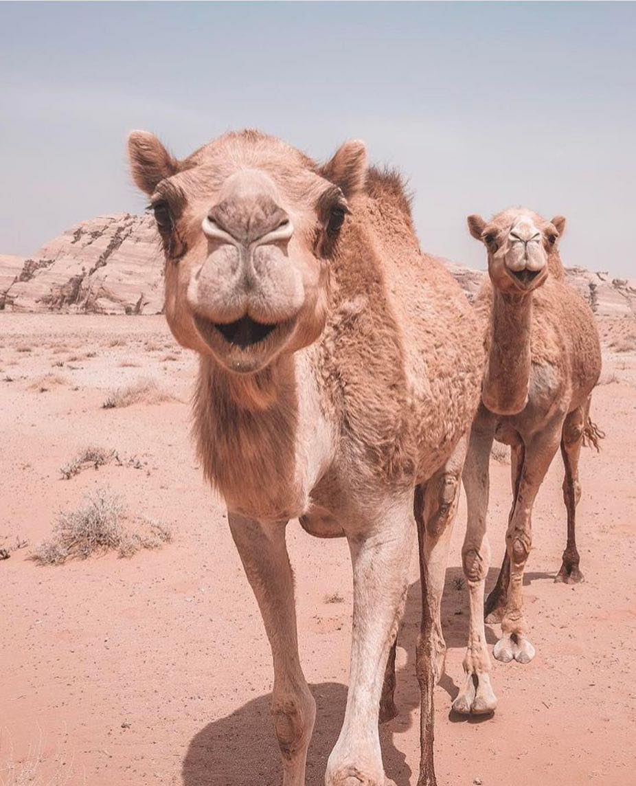 axisdmc's tweet image. Camel talents:
🎭 Award-winning facial expressions 📸 Perfect comedic timing 😤 Professional side-eye 🥰 Secret sweethearts
Jordan&apos;s natural entertainers 🐪😂🇯🇴
#Jordan #Camels #TravelHumor