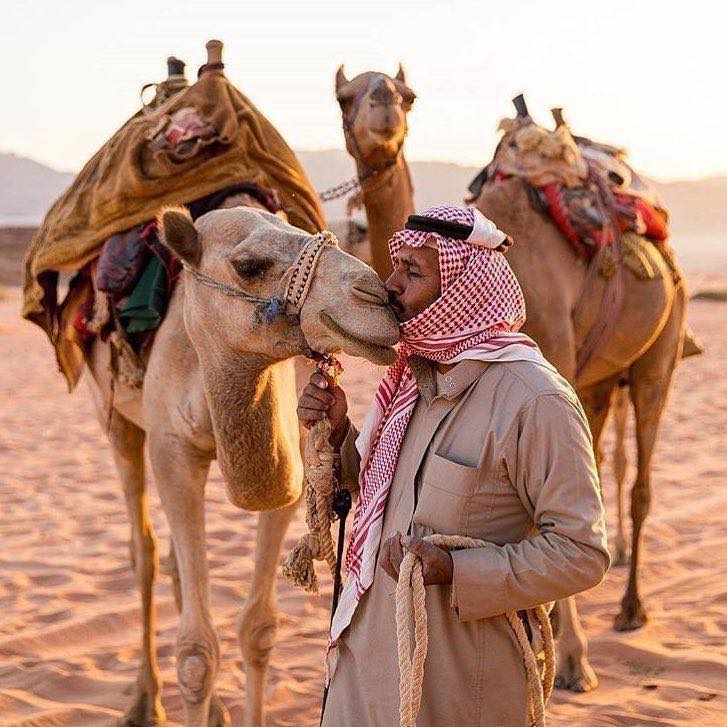axisdmc's tweet image. Camel talents:
🎭 Award-winning facial expressions 📸 Perfect comedic timing 😤 Professional side-eye 🥰 Secret sweethearts
Jordan&apos;s natural entertainers 🐪😂🇯🇴
#Jordan #Camels #TravelHumor