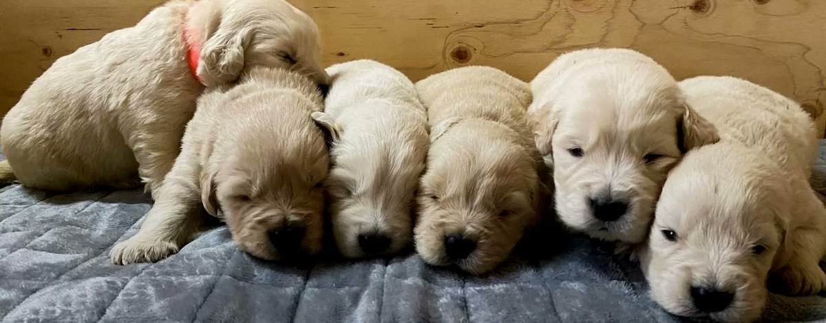 AtouchDantyo's tweet photo. 🦴 わんちゃんにやさしいおやつ紹介💫

愛犬に “安心してあげられるおやつ” を探している方へ…🐾

📍 『SONA MADRA JP』
とってもやさしい 無添加おやつ が新しく登場しました🍪✨
ひとつひとつ丁寧につくられていて、
 素材そのままの香りとおいしさ がふわっと広がるんです。

✔ 体にやさしい“添加物不使用”
✔ 今なら ”送料無料” でお試しできる♩
✔ 毎日のごほうびにぴったり🐶💛
食いつきも良くて、
「今日はどれにしよう？」って選ぶのも楽しくなるはず…☺️✨

👉 チェックはこちら🛒
https://t.co/aF2Gk6rk3b

👉ホームページほこちら🐶
https://t.co/EWxEqxgGze

#わんちゃんおやつ #無添加おやつ  #愛犬との暮らし

https://t.co/0q6WvjL6sG