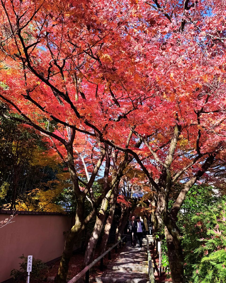 芸術を愛し、保護した光悦の美意識が今も息づく光悦寺をご案内♪｜雅京都観光 <a href="/miyabi4949/">雅京都観光</a> note.com/miyabi4949/n/n…