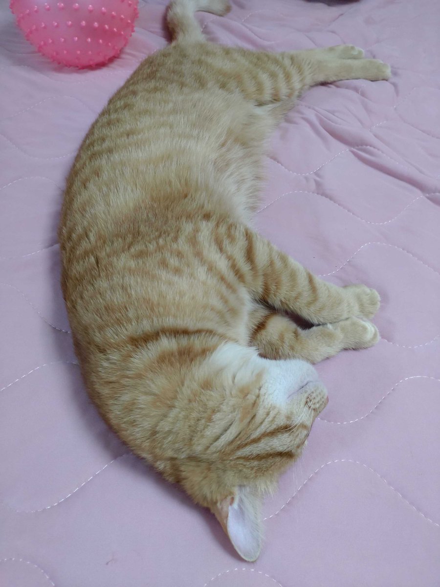 herbal_leaf's tweet photo. 爆睡猫🐈💤

#猫好き #猫のいる幸せ #茶虎 https://t.co/acirI5rVEM