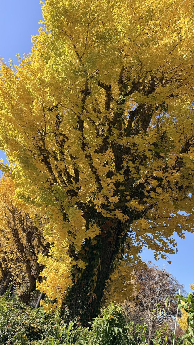 KORO様　木曜日夕方 今日も頑張ろーっ❣️ 嬉しい撮影してきたっ✨ 嬉しかったーっ‼️ 沢山