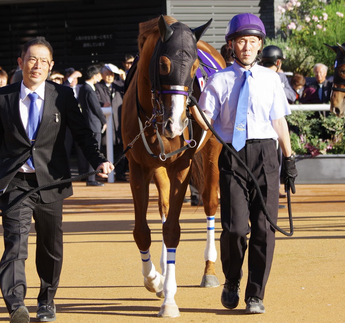 copen_banushi's tweet image. マカオのいない短距離レース、さびしくなるな🥹

#トウシンマカオ
#マイルCS