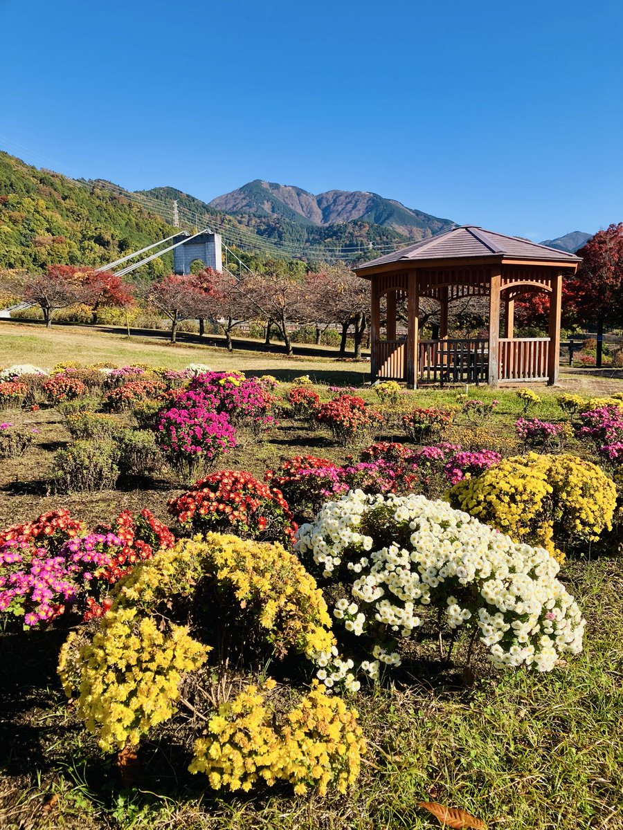 ZWslsFXC2HX8wIX's tweet image. 🌼🛖⛰️
でね

ザルギクさんの栽培が
盛んな地域だけあって
園内にも咲いてましたよ
(^^)
HT