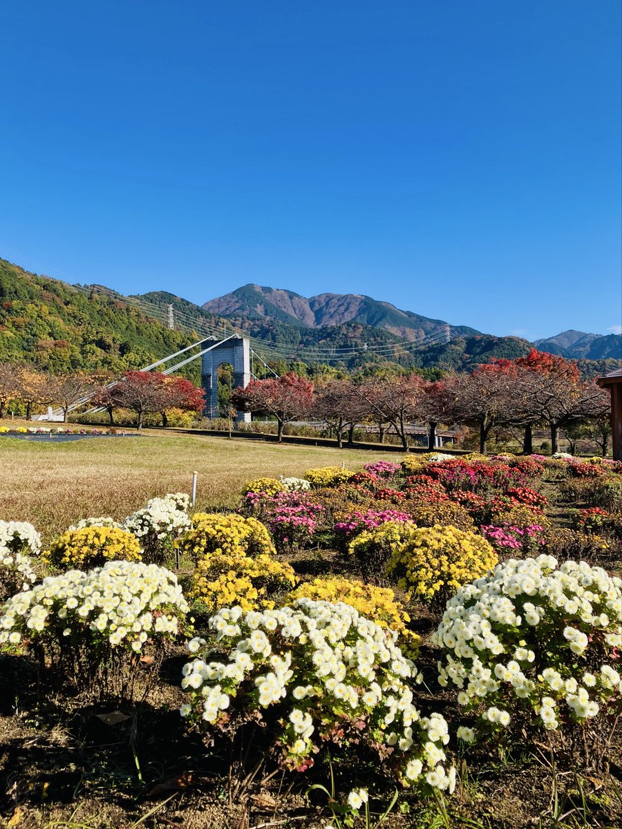 ZWslsFXC2HX8wIX's tweet image. 🌼🛖⛰️
でね

ザルギクさんの栽培が
盛んな地域だけあって
園内にも咲いてましたよ
(^^)
HT