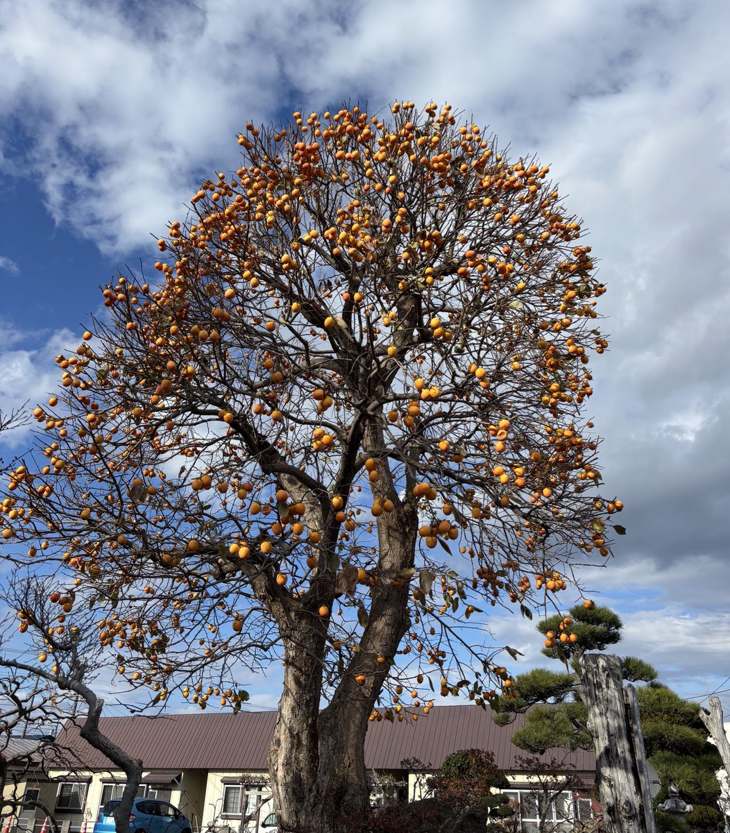 tokkyo (@tokkyo) / Posts / X