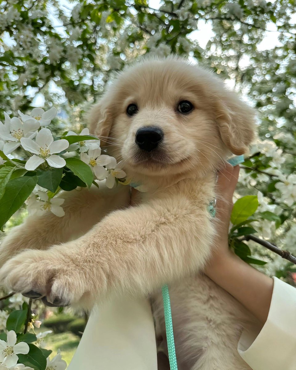puppies video tweet media