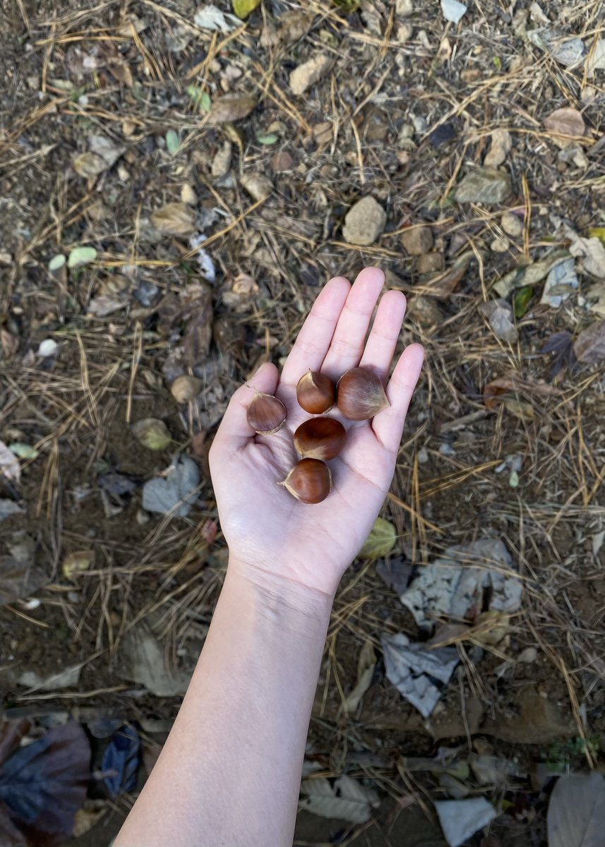 oldcomets's tweet image. 시골 일기