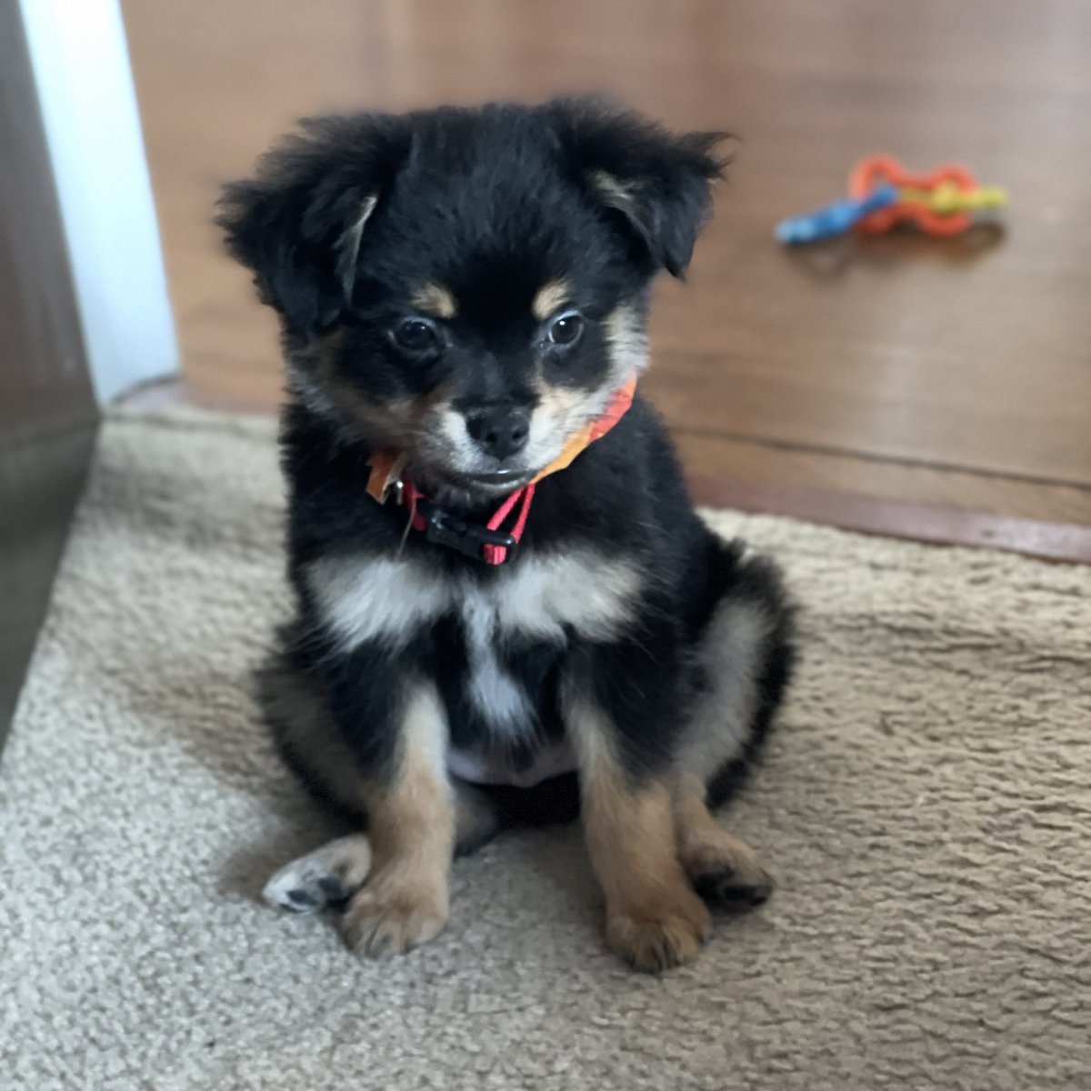 It’s been one whole year that we’ve been together 😭💖

I love you so much Boba, my sweet boy 💕