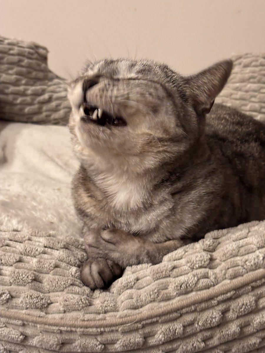 つむぐ tweet media