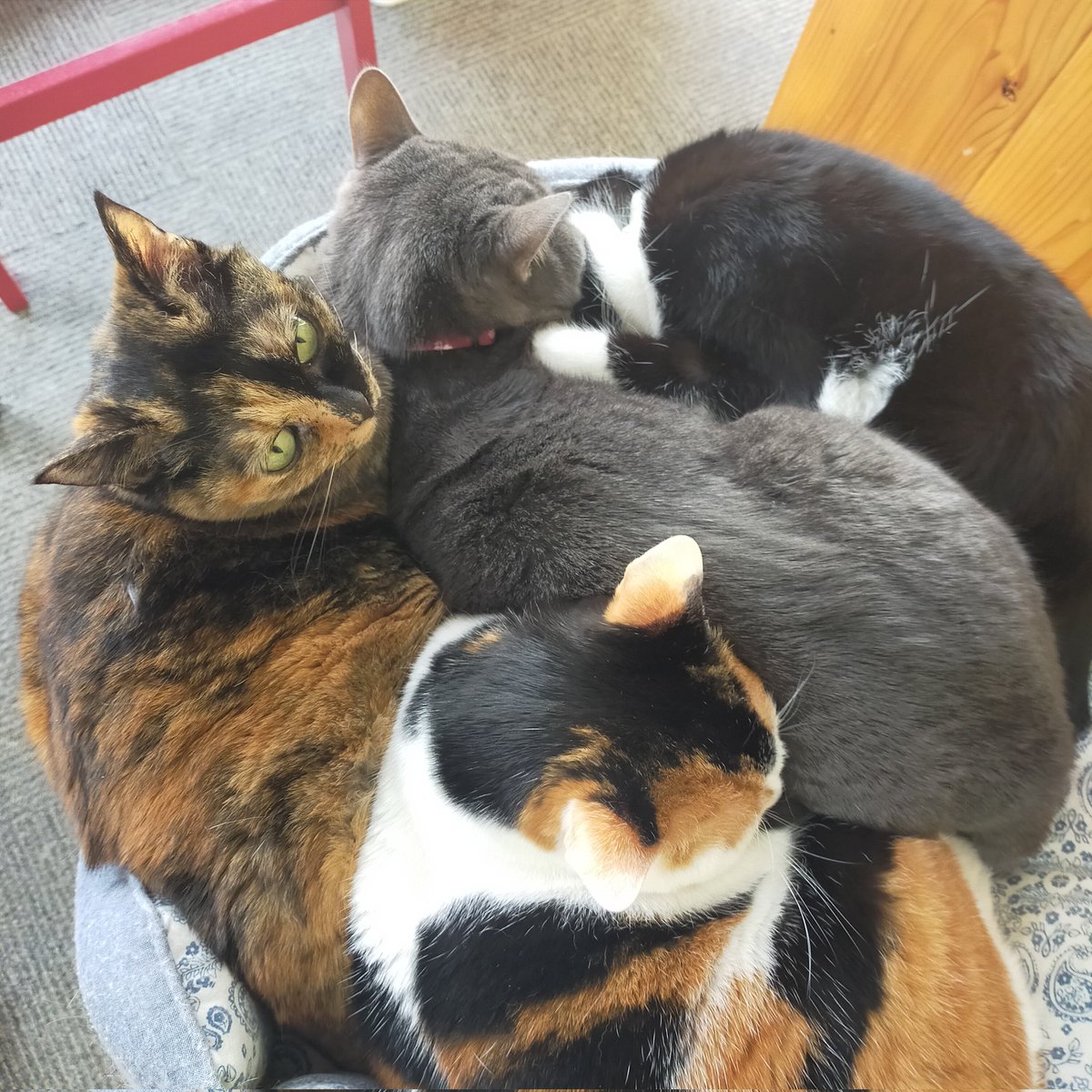 aizu_megoneko's tweet image. 猫休日明けの水曜日
#會津めごねこ 営業中です

今日は天気が良いのか悪いのか微妙ですね
陽はさしますが重たい冬空に変わる時も☃

お仕事、学校帰りに
ふら〜っとお立寄りください🐱🐱🐾

#11匹のめごい猫に逢いに来てね
#触れ合える猫カフェ
#猫休日
#11月も不定休
#固定ポスト見てね
#会津 ＃cat