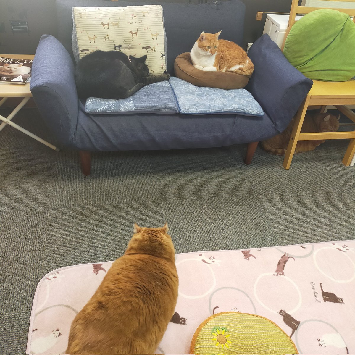 aizu_megoneko's tweet image. 猫休日明けの水曜日
#會津めごねこ 営業中です

今日は天気が良いのか悪いのか微妙ですね
陽はさしますが重たい冬空に変わる時も☃

お仕事、学校帰りに
ふら〜っとお立寄りください🐱🐱🐾

#11匹のめごい猫に逢いに来てね
#触れ合える猫カフェ
#猫休日
#11月も不定休
#固定ポスト見てね
#会津 ＃cat