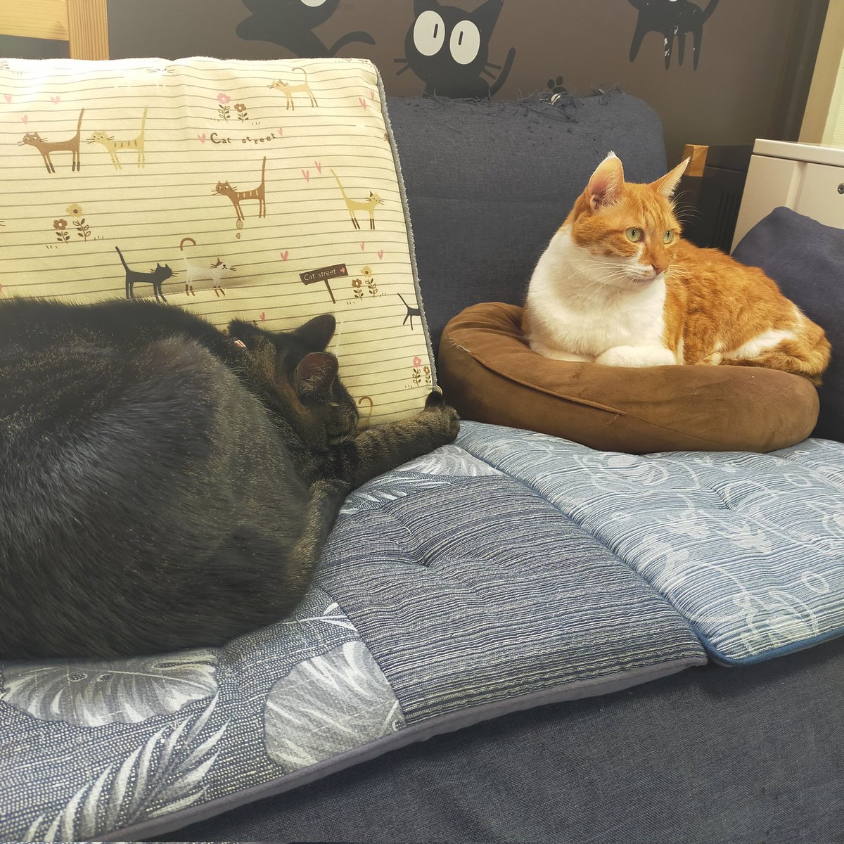 aizu_megoneko's tweet image. 猫休日明けの水曜日
#會津めごねこ 営業中です

今日は天気が良いのか悪いのか微妙ですね
陽はさしますが重たい冬空に変わる時も☃

お仕事、学校帰りに
ふら〜っとお立寄りください🐱🐱🐾

#11匹のめごい猫に逢いに来てね
#触れ合える猫カフェ
#猫休日
#11月も不定休
#固定ポスト見てね
#会津 ＃cat