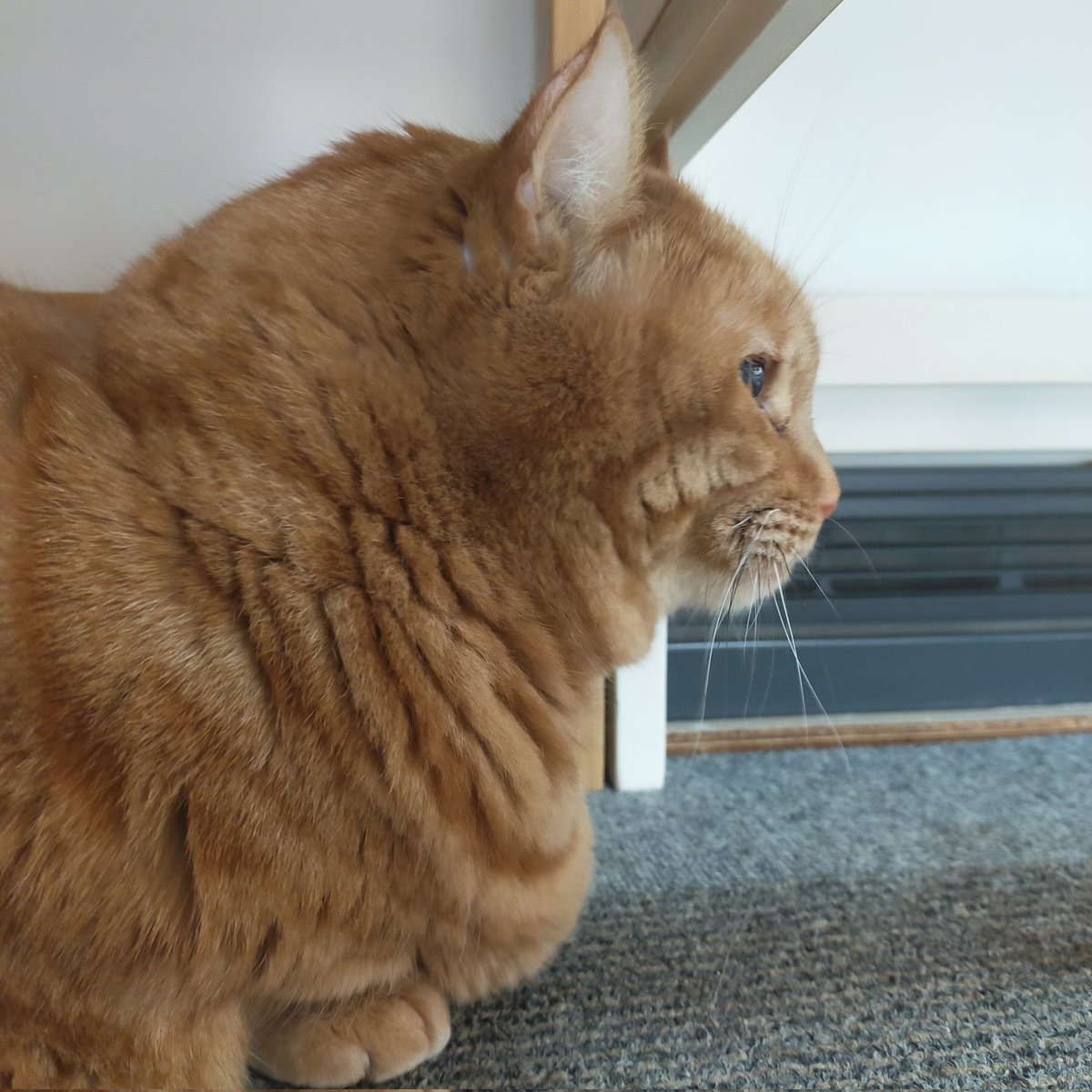 aizu_megoneko's tweet image. 猫休日明けの水曜日
#會津めごねこ 営業中です

今日は天気が良いのか悪いのか微妙ですね
陽はさしますが重たい冬空に変わる時も☃

お仕事、学校帰りに
ふら〜っとお立寄りください🐱🐱🐾

#11匹のめごい猫に逢いに来てね
#触れ合える猫カフェ
#猫休日
#11月も不定休
#固定ポスト見てね
#会津 ＃cat