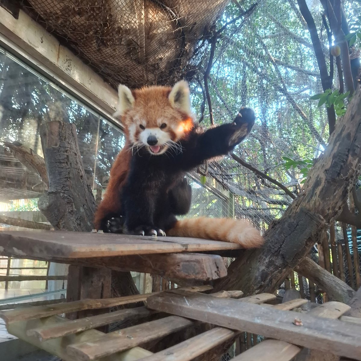 KhaokheowZoo's tweet image. มาสวนสัตว์เปิดแล้วอย่าลืมแวะหาฮาชิกับฮานะ🥰🥰 

📸ลุงฟูZookeeper

 #แพนด้าแดง #RedPanda #สวนสัตว์เปิดเขาเขียว #ชลบุรี