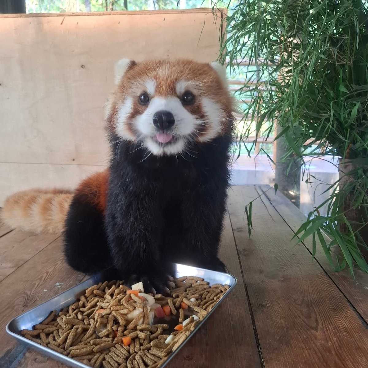 KhaokheowZoo's tweet image. มาสวนสัตว์เปิดแล้วอย่าลืมแวะหาฮาชิกับฮานะ🥰🥰 

📸ลุงฟูZookeeper

 #แพนด้าแดง #RedPanda #สวนสัตว์เปิดเขาเขียว #ชลบุรี