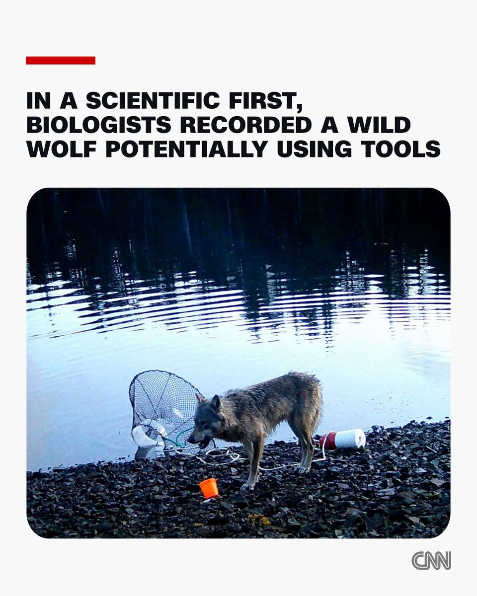 Vanessid's tweet image. Sapiocentrism is such a limited way of thinking about and being in the world cnn.com/2025/11/25/sci…