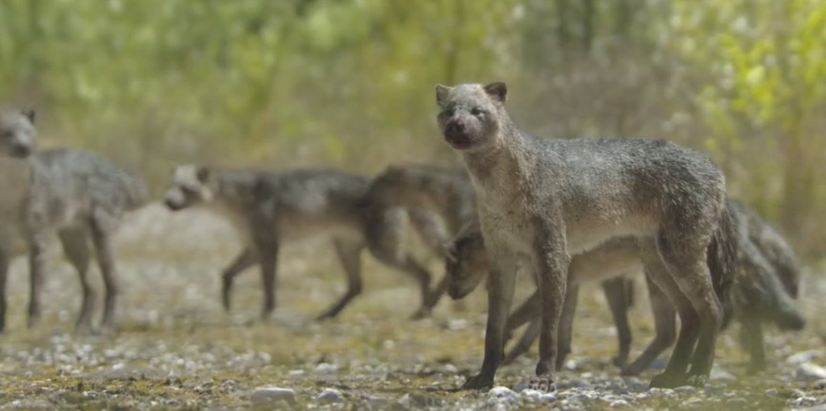 SPOILER WARNING!!!

all 5 episodes are out 

#prehistoricplaneticeage