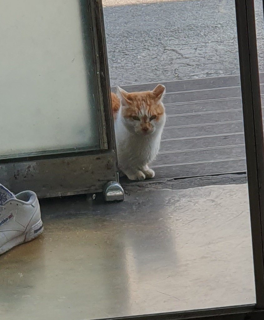 backup_PWS's tweet image. ㅋㅋ 식당앞에서 지켜보고이따