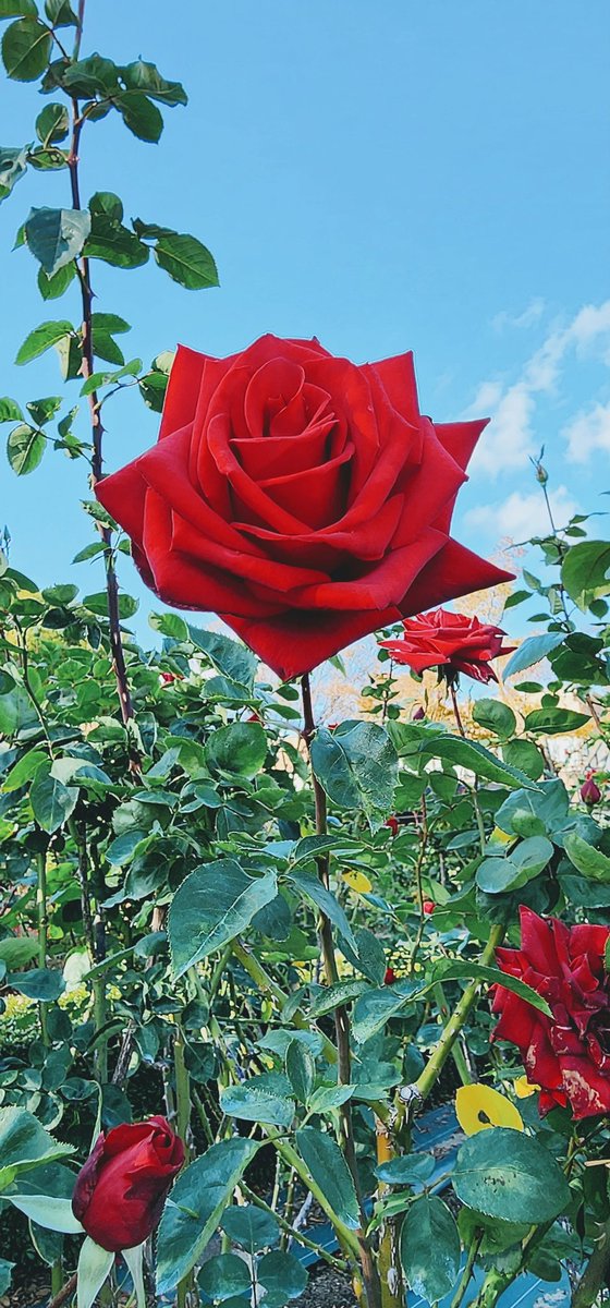 AKIKOLUCE's tweet image. HAPPY #RoseWednesday 𝕏 Family 🌹❤

#WednesdayVibes #Flowers #roses #FlowerPhotography #NatureLovers