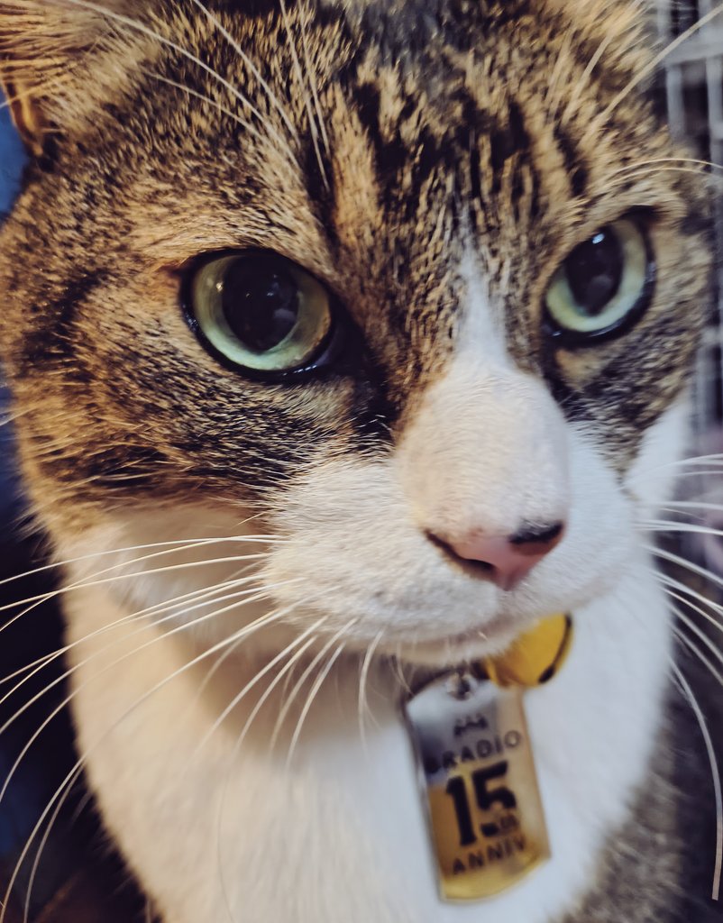 nahocher's tweet image. 完成してたけどなかなかつける時間がなくてようやく彼らの首輪に🐱
ドックタグをキャットタグにしてつけてみました😎✨️
これで迷子になってもウチのコってすぐわかる🙌🙌🙌✨️
可愛い❤❤️❤️