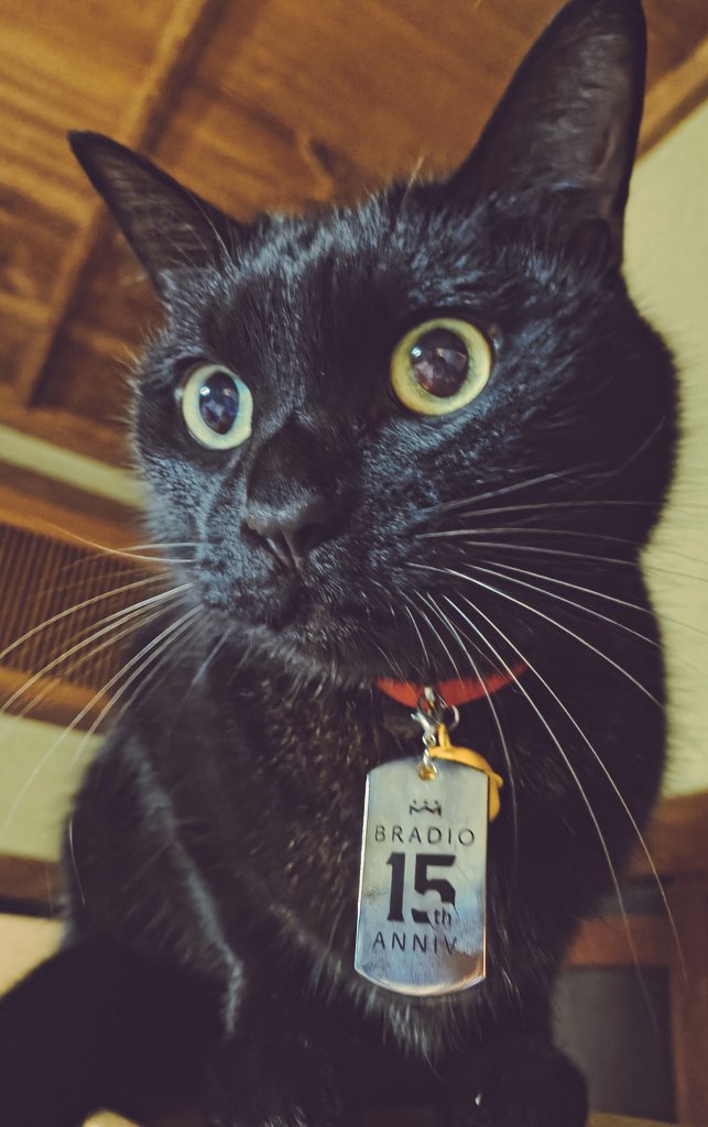 nahocher's tweet image. 完成してたけどなかなかつける時間がなくてようやく彼らの首輪に🐱
ドックタグをキャットタグにしてつけてみました😎✨️
これで迷子になってもウチのコってすぐわかる🙌🙌🙌✨️
可愛い❤❤️❤️