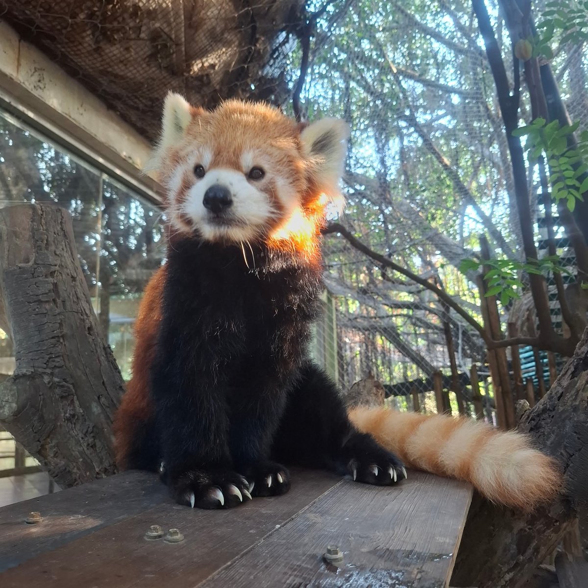 KhaokheowZoo's tweet image. มุมหล่อของหนุ่มตี๋ #ฮาชิ