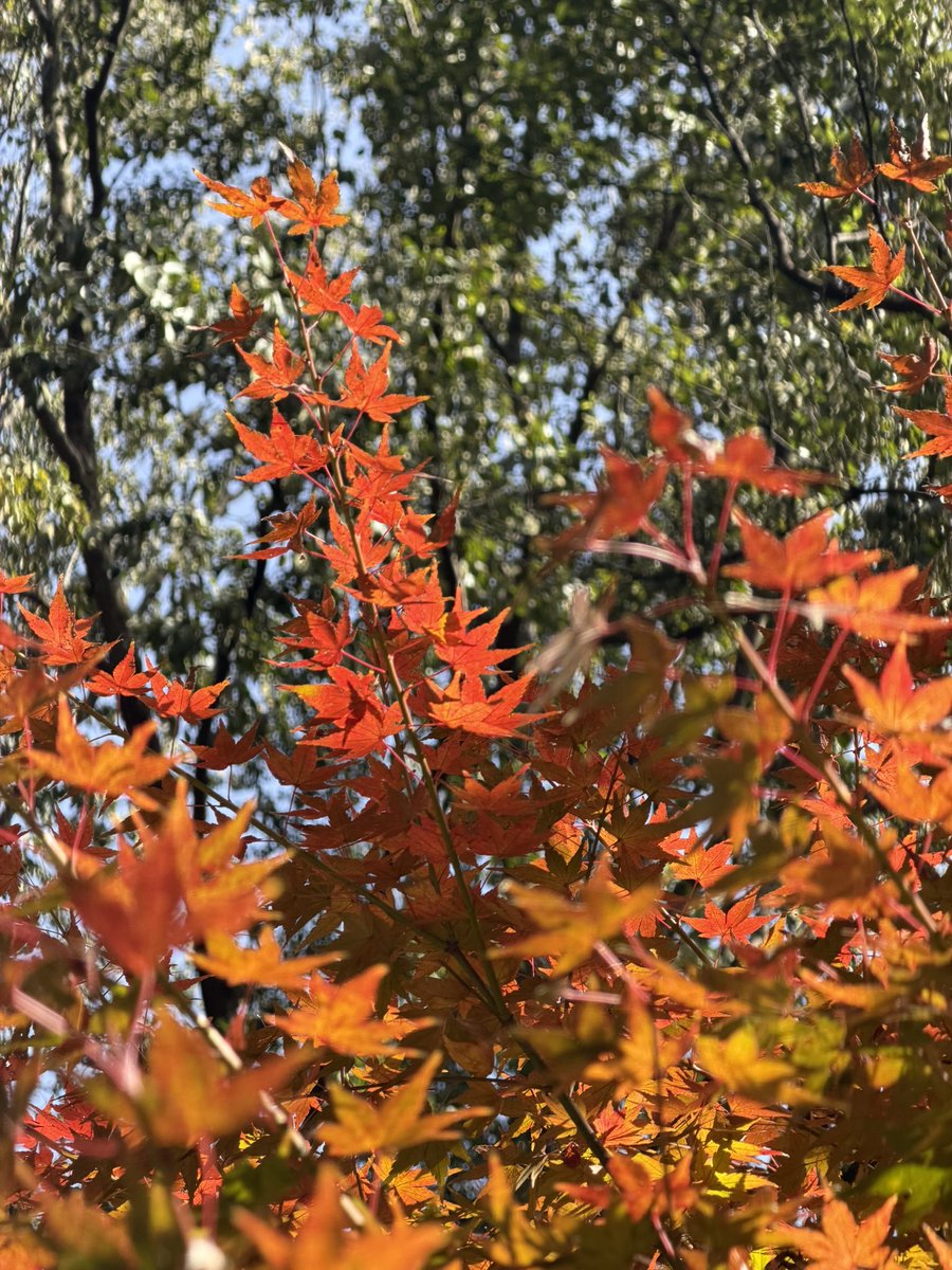 王老白 tweet media