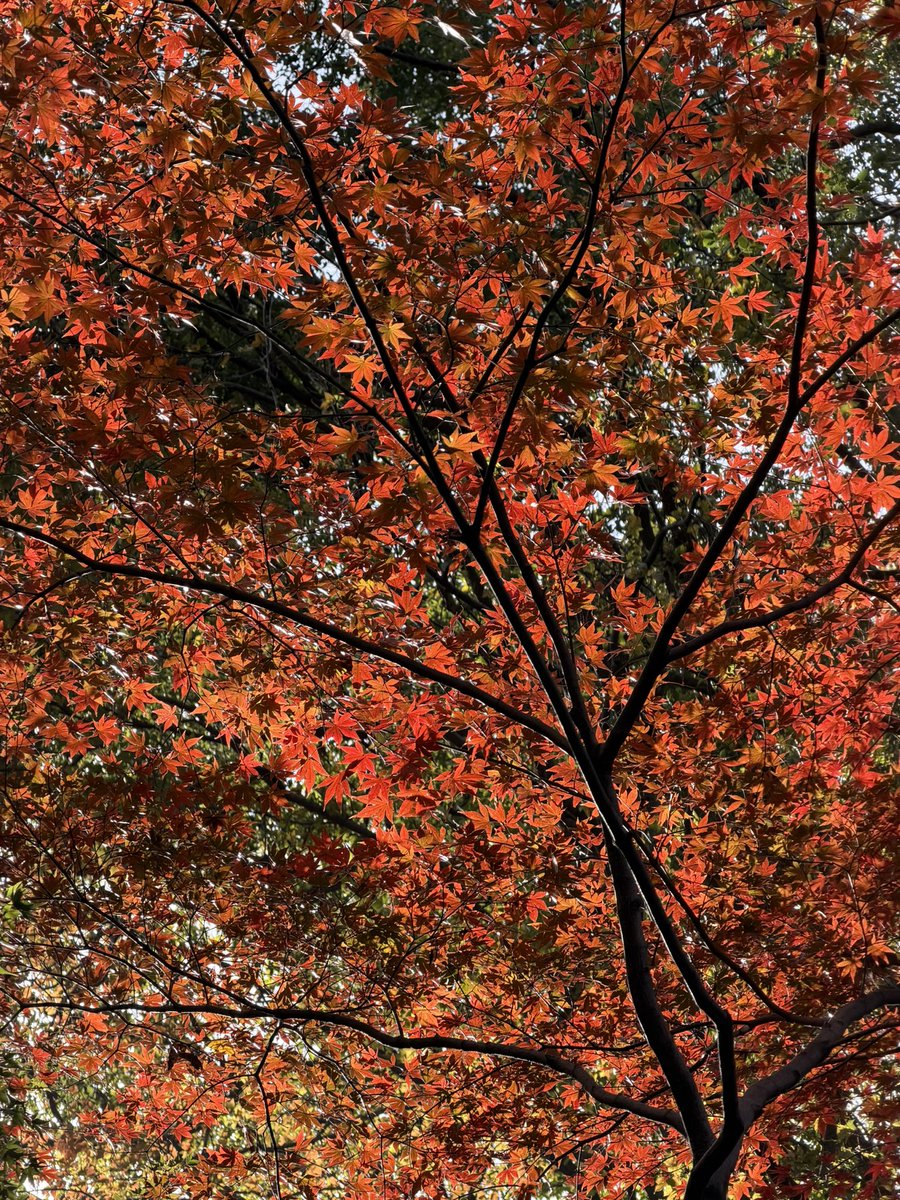 王老白 tweet media