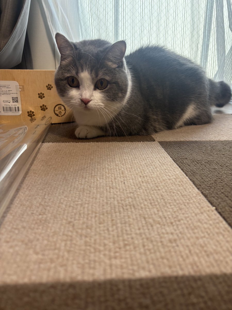 moco220814's tweet photo. ふっとい尻尾のモコくん🐱 https://t.co/qKVAyykNK1