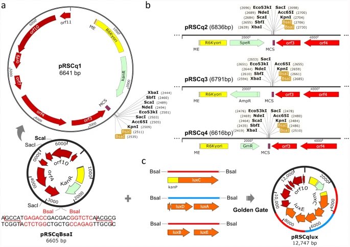 PhytopatholRes's tweet image. #Ralstonia #phage #Toolkit 

A filamentous phage-based versatile toolkit for molecular studies in Ralstonia pseudosolanacearum

link.springer.com/article/10.118…