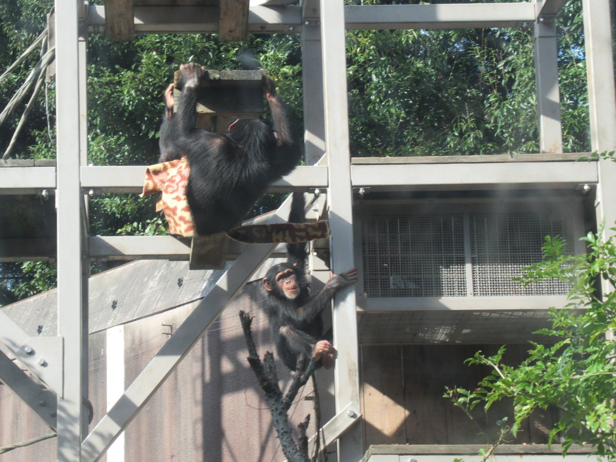 itozu_zoo's tweet image. 【元気いっぱい】
ユパ＆シータ、毛布争奪戦！？💨
最終的には毛布は置き去りで、元気よく走り回る２頭でした😄

#到津の森公園 #ItozuZoo #チンパンジー #Chimpanzee