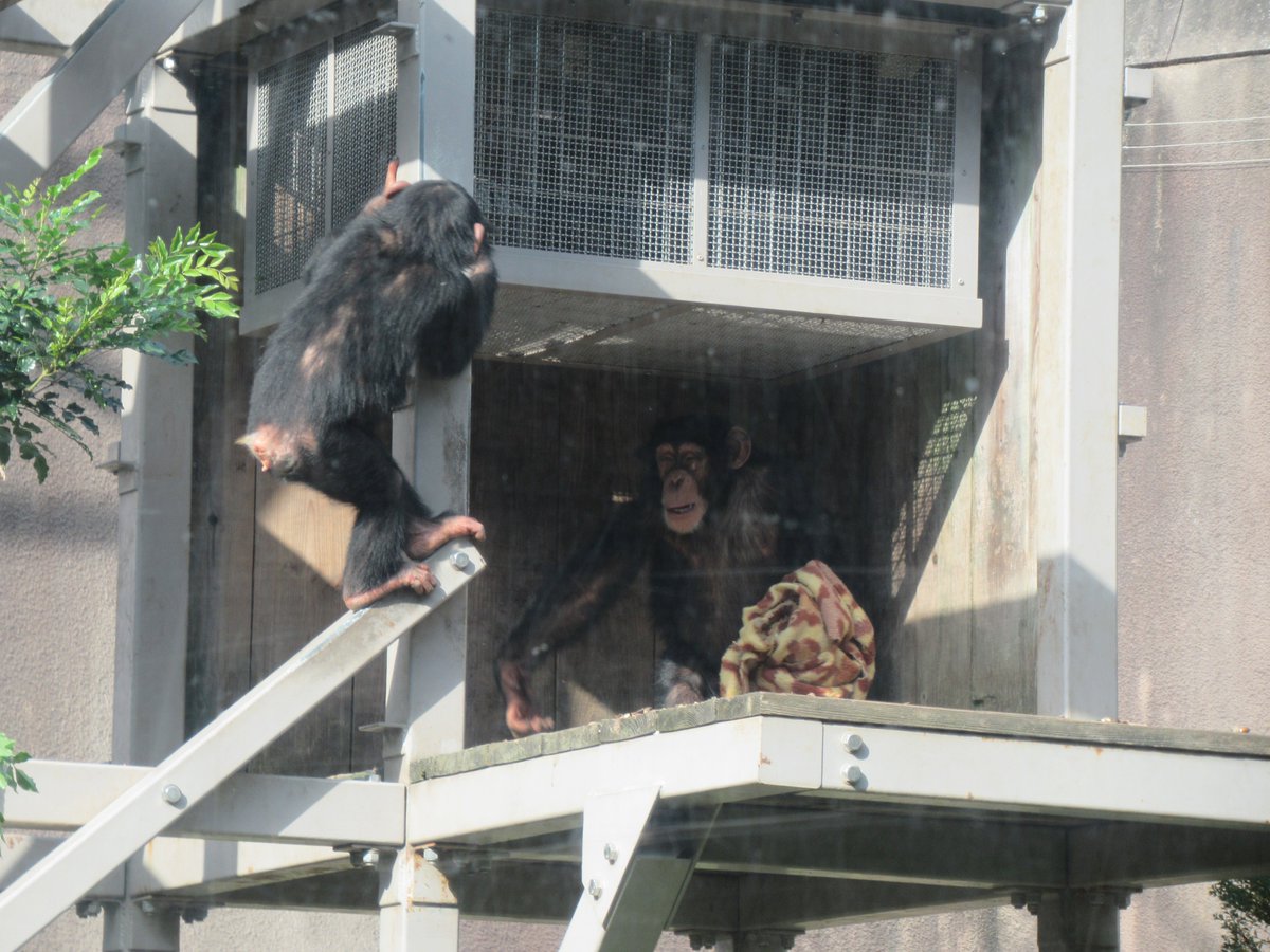 itozu_zoo's tweet image. 【元気いっぱい】
ユパ＆シータ、毛布争奪戦！？💨
最終的には毛布は置き去りで、元気よく走り回る２頭でした😄

#到津の森公園 #ItozuZoo #チンパンジー #Chimpanzee