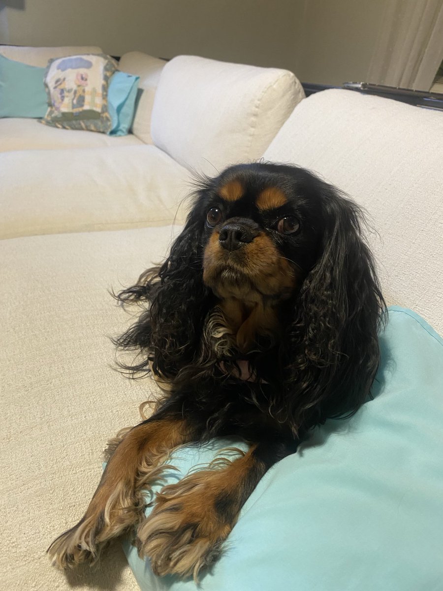 Hi fwends! This afternoon at
Work with Mum, in a client's waiting room, don't you think I'm very professional? 😉😊😁❤️😘