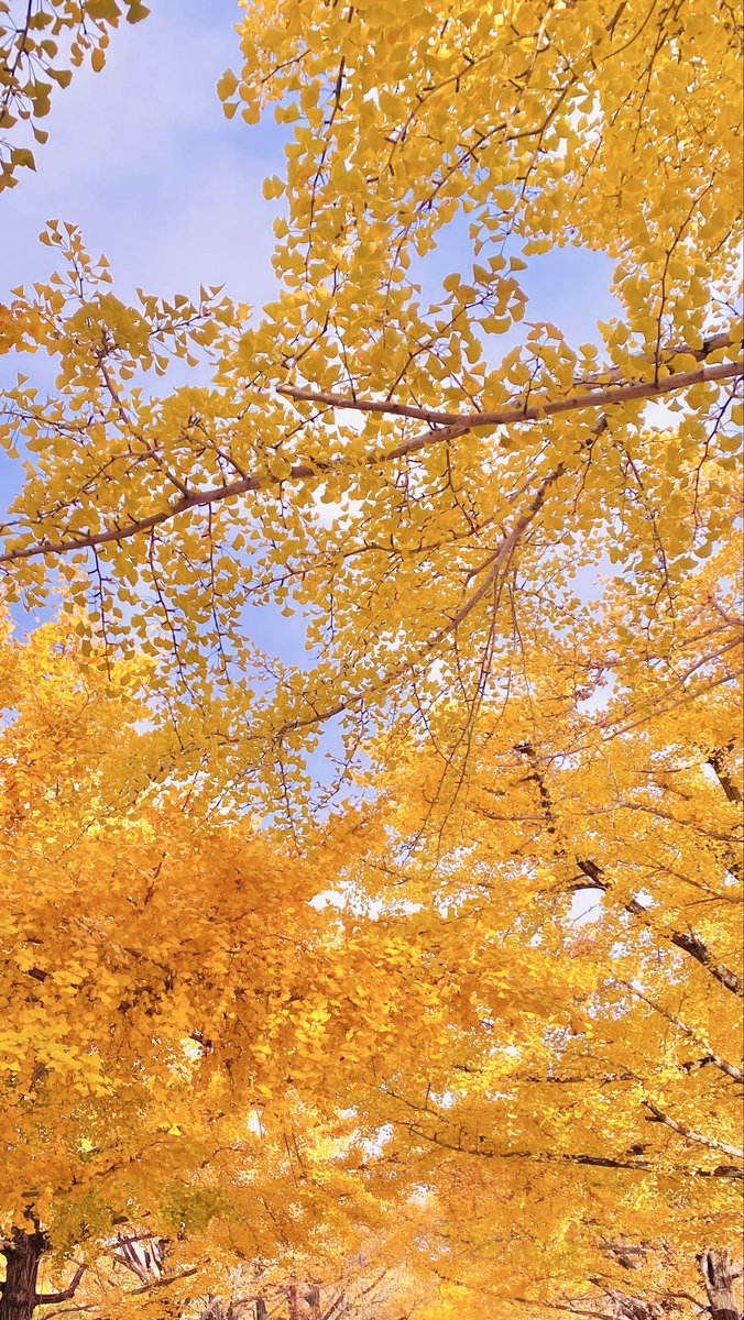 銀杏の木好き🍂