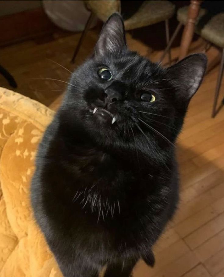 Black cats are not bad luck (@visualscat) on Twitter photo 