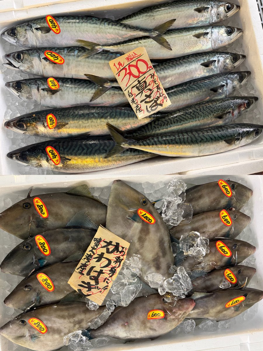 おはようございます🔆 11月26日水曜日のおすすめ👀 北海道産 生南蛮