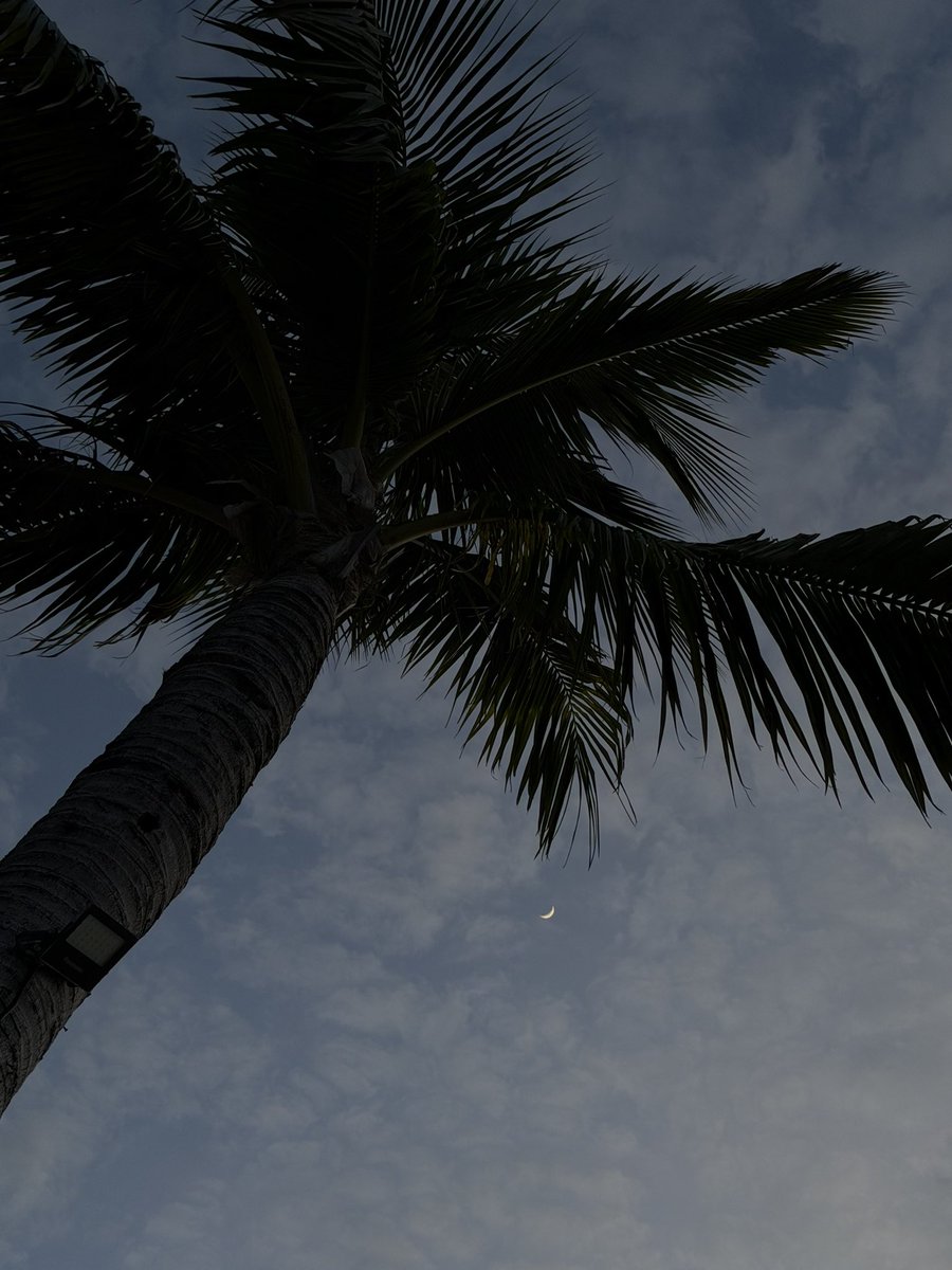 에리카 (모카, MOKA)