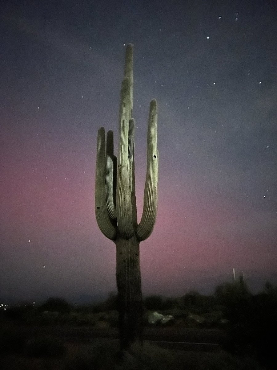 JillAdair's tweet photo. I asked @grok to make a cartoon watercolor painting of my #saguaro cactus photo with pink #northernlights in #arizona Nov. 11. Great job! @elonmusk https://t.co/mu7R5lTKa5