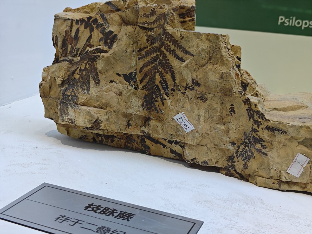 david_andrew123's tweet image. The leaf veins engrave the code of time; every mark is a love letter slumbering in years.😌😌😌