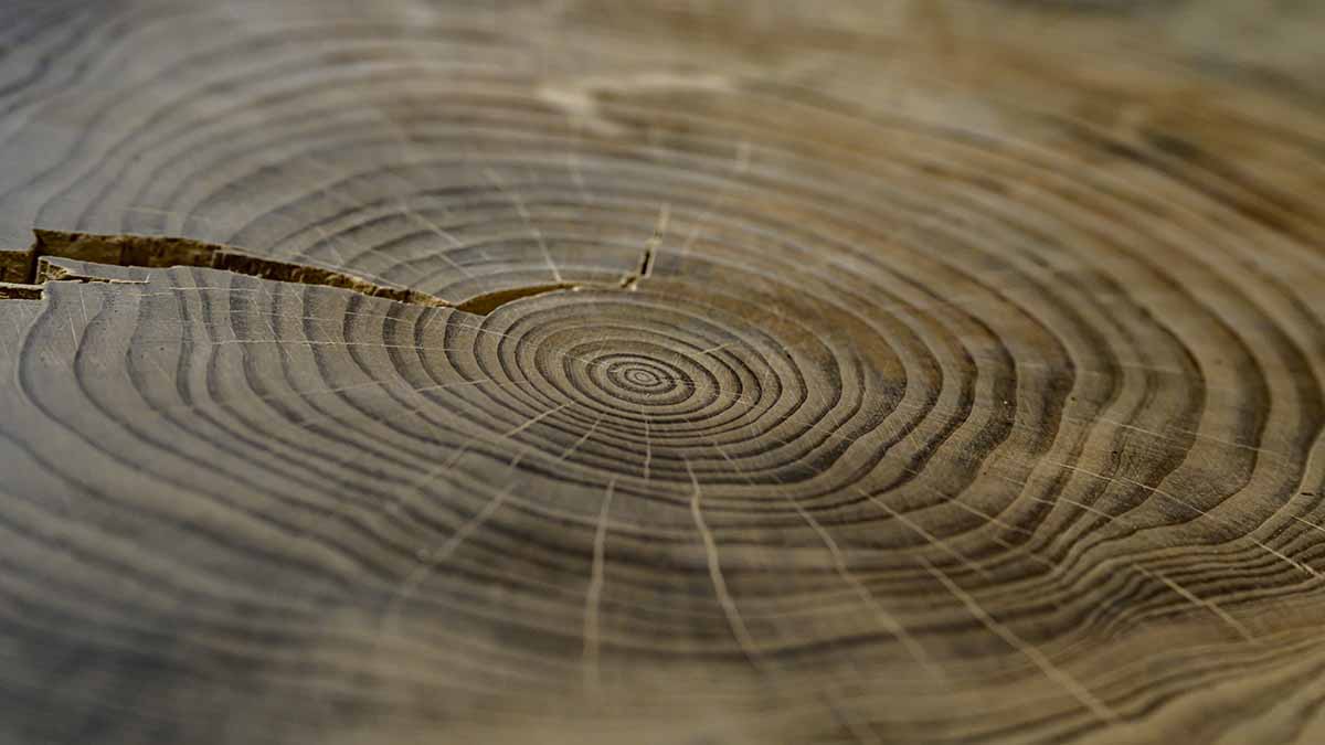 University of Arizona Research tweet media