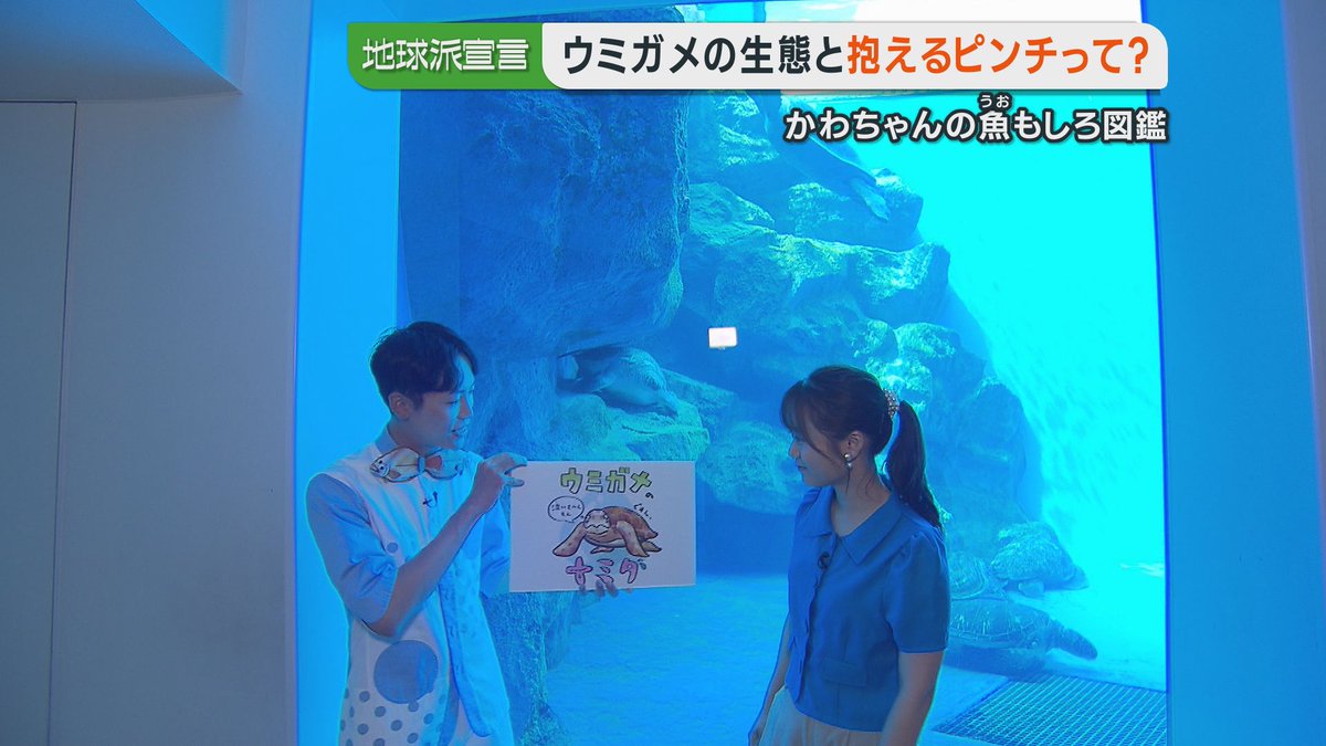 📢#地球派宣言 📷#ピタニュー きょう6時台放送 ＼ 「#ウミガメ の