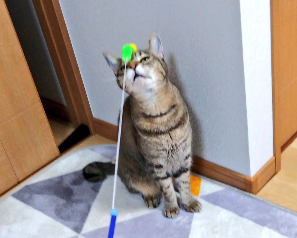 母ちゃんに遊ばれてもいい！
おもちゃ大好きだから❤😸